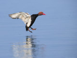 Red-Crested Pochard  Male Landing on Water  Lake Geneva  Switzerland