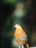 Bamboo Partridge  Zoo Animal