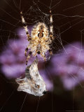 Garden Spider on Web with Prey  Middlesex  UK