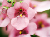 Diascia Trailing Antique Rose Diastu