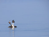 Great-Crested Grebes  Performing Courtship Ritual Dance  Lake Geneva  Switzerland