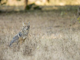 Indian Jackal Sitting in Long Grass  Madhya Pradesh  India