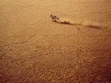 Oryx  Running in the Namib Desert