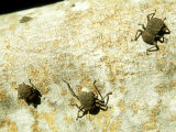 Giant Tenebrionid Beetles  Seychelles