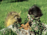 Porcupine  Mother and Baby  Montana  USA