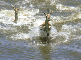 Thomsons Gazelle  Female Swimming  Kenya