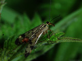 Scorpion Fly  Adult Male Hunting  Cambridgeshire  UK