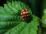 14-Spot Ladybird  Searching for Aphids  Cumbria  UK
