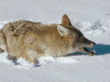 Coyote  Catching Mouse in Winter Snow  USA