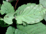 Leaf Insect  Phyllium Bioculatum