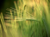 Barley in Summer  Scotland