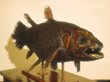Coelacanthe in the East London Museum  South Africa