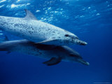 Atlantic Spotted Dolphins  Swimming  Bahamas