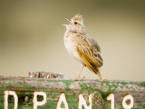 Clapper Lark  Male Singing at Song Post  Botswana