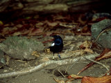 Seychelles Magpie Robin  Seychelles