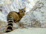 Ringtail Cat  USA