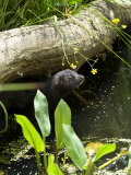 Mink Adult in Water