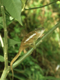 Parsons Chameleon  Madagascar