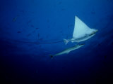 Spotted Eagle Ray  with Sharksuckers  Maldives