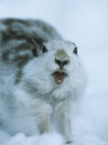 Mountain Hare or Blue Hare  Yawning and Stretching  Scotland  UK