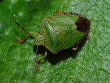 Common Green Shieldbug  Adult Basking  Cambridgeshire  UK