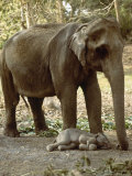 Asian Elephant  with One Day Old Baby  India