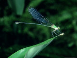 Damselfly  Thailand