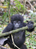 Mountain Gorilla  Youngster at Play  Rwanda
