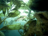 Giant Kelp Forest  California  USA