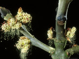 Ash  Male Flowers Shedding Pollen  Mid-Wales