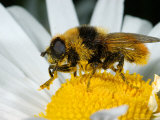 Narcissus Fly  Adult Male Feeding on Flower  Cambridgeshire  UK