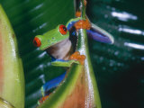 Gaudy Leaf Frog  Costa Rica