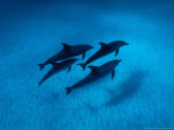 Atlantic Spotted Dolphins  Swimming  Bahamas