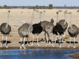 Ostrich  Male and Females Drinking  Botswana