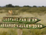 Clapper Lark  Male Flight Display and Singing at Signpost  Botswana
