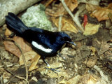 Seychelles Magpie Robin  Seychelles