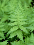 Beech Fern  Inverness-Shire  Scotland