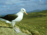 Black-Browed Albatross  Standing  Falklands