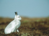 Mountain Hare or Blue Hare  Conspicuous with No Snow  Scotland  UK