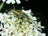 Beetle  Adult Female Feeding  Cambridgeshire  UK