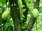 Cocoa  Pods in a Plantation  Tobago