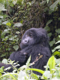 Mountain Gorilla  Viungas  Rwanda