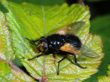 Muscid Fly  Adult Basking on Leaf  Cambridgeshire  UK