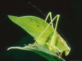 Katydid  Costa Rica