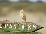 Clapper Lark  Male Singing on Signpost  Botswana
