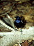Seychelles Magpie Robin  Seychelles