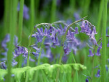 Bluebells  Inverness-Shire  Scotland