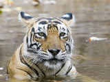 Bengal Tiger  Female in Water  India