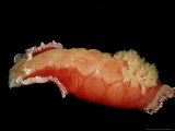 Spanish Dancer  Papua New Guinea