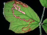 Blackberry Leaf Miner  Trail Left by Larva  Mid-Wales